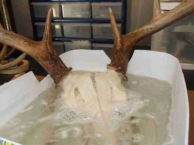 29185 applying peroxide to skull