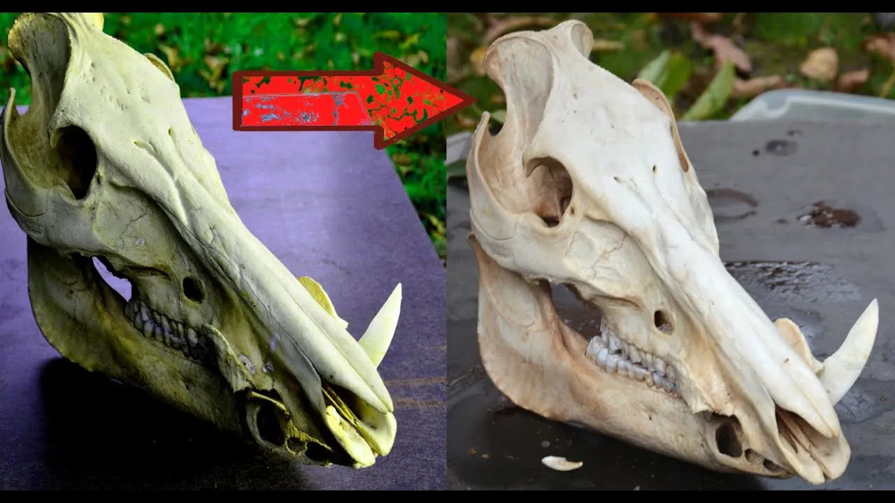 29185 skull preparation