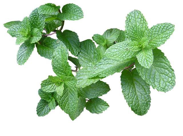 29264 fresh mint leaves