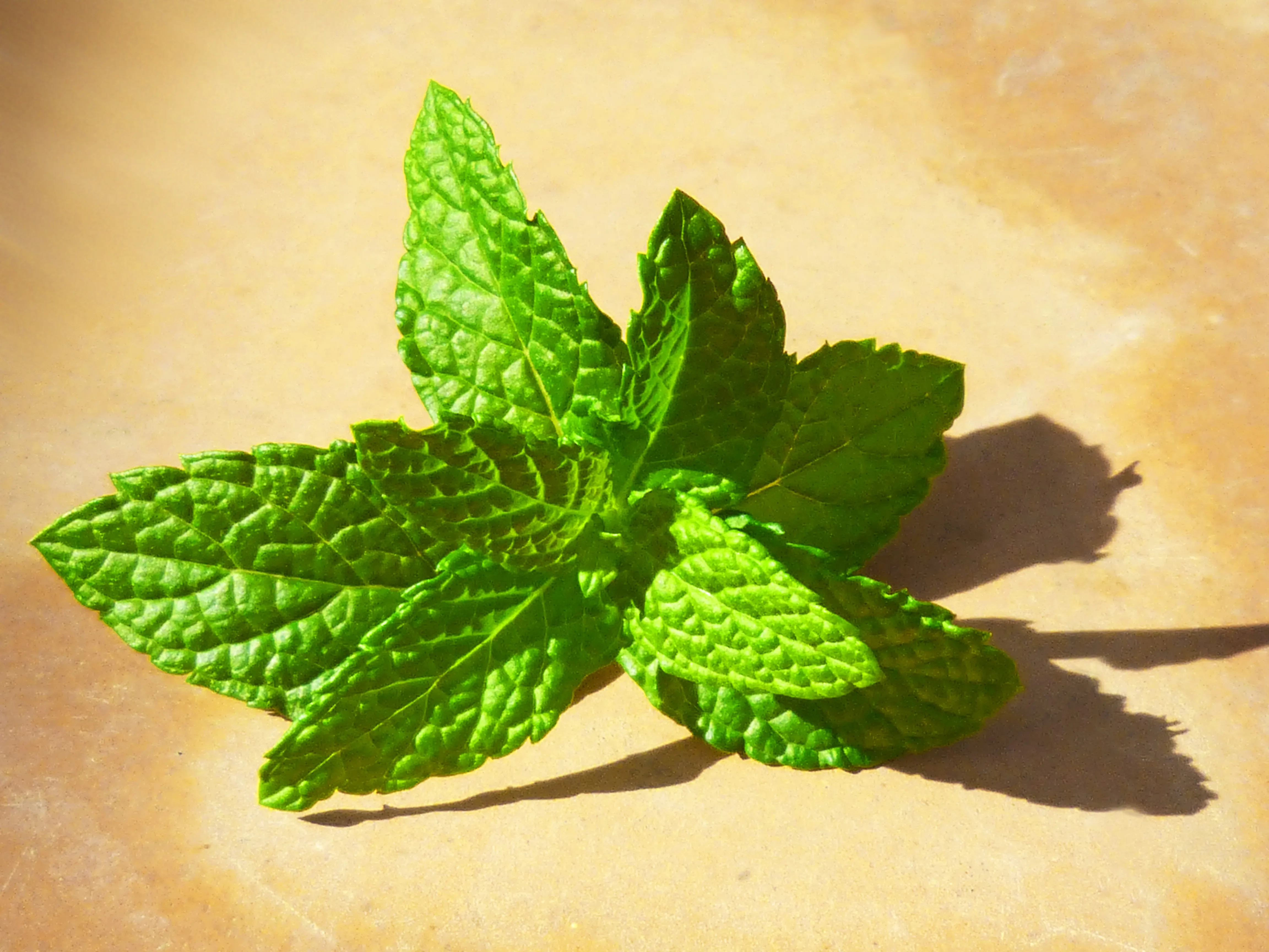 29264 mint leaves closeup